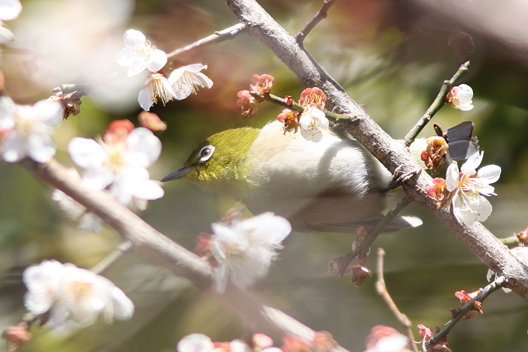 春の道保川公園です　メジロが花に集まっていました 他にエナガなどの常連も登場